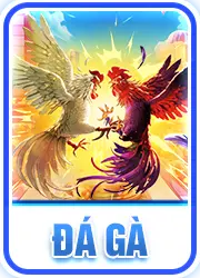 đá gà rr88